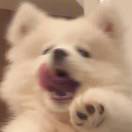 成员